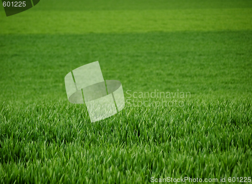 Image of Fresh young wheat