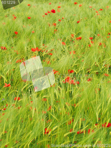 Image of Fresh young barley field