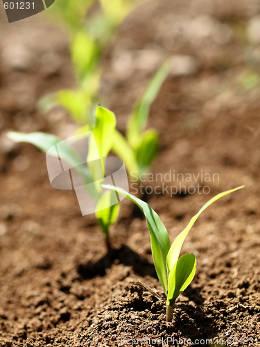 Image of Young corn crops stalk