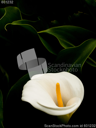 Image of Arum lily