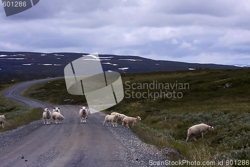 Image of Sheep on road