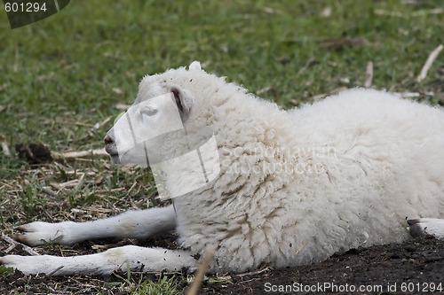 Image of white lamb