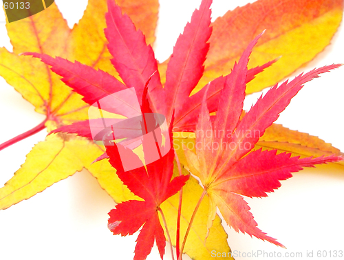 Image of Autumn leaves