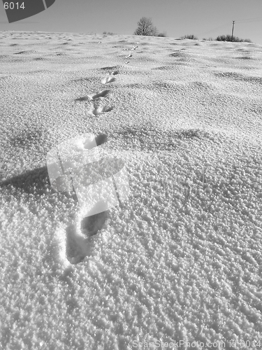 Image of Marten footprint