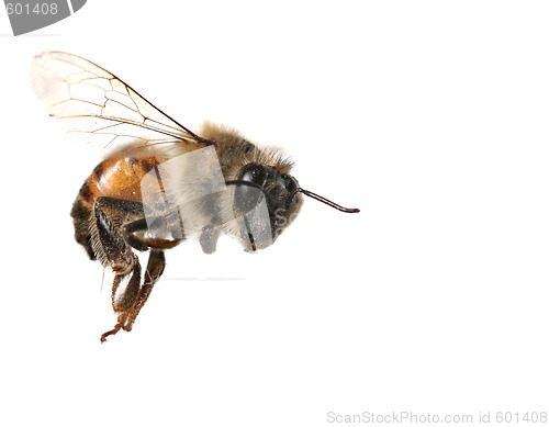 Image of Common Honeybee on White Background