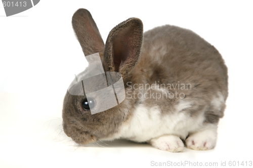 Image of Adorable Bunny on White Background