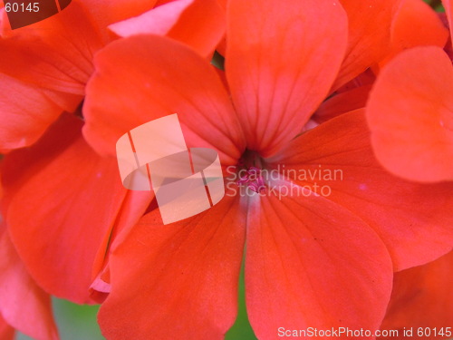 Image of Red Flower I