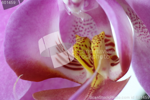 Image of macro orchid