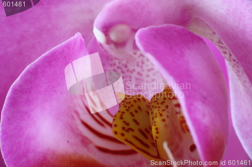 Image of orchid macro