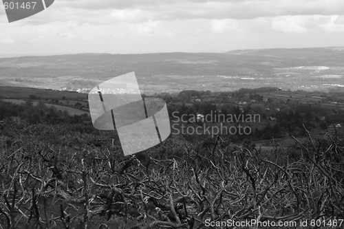 Image of Dartmoor Vines