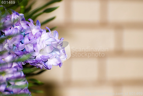 Image of Flower Copyspace