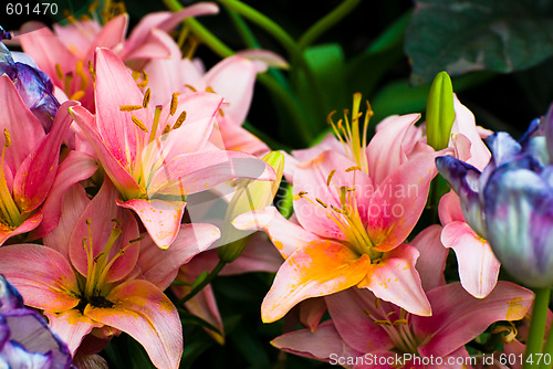 Image of Background Of Lilies