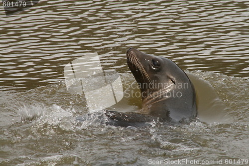 Image of sealion