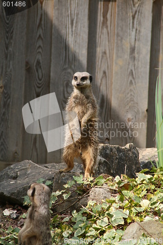 Image of meercat