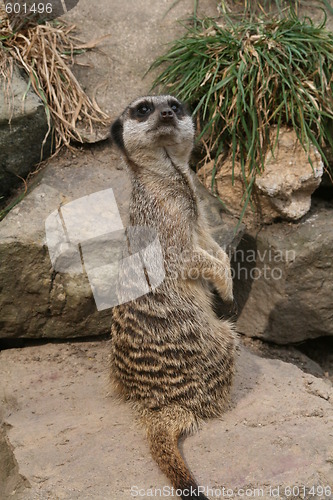 Image of lone meercat