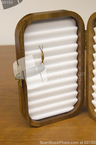 Image of Wooden flybox with fly in it