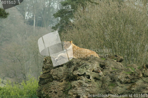 Image of perching lioness