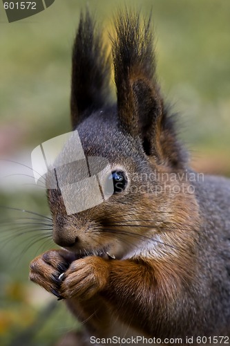 Image of squirrel head