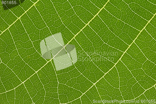 Image of close up of delicate green leaf pattern