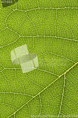 Image of close up of delicate green leaf pattern