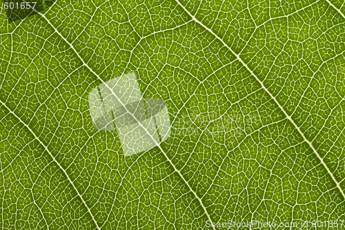 Image of close up of delicate green leaf pattern