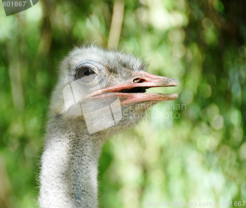 Image of Ostrich