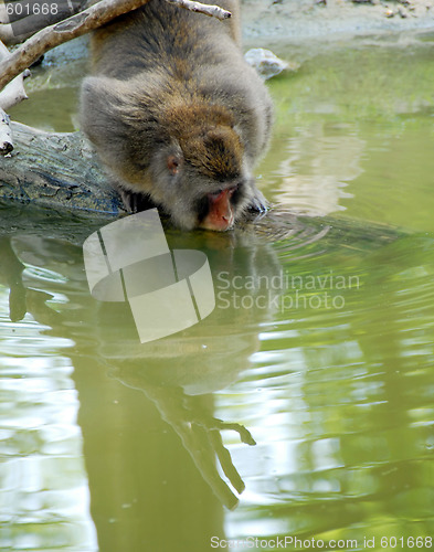 Image of Monkey drinking water