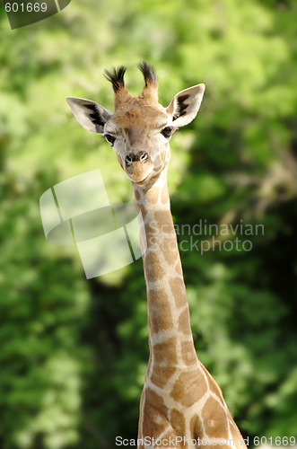 Image of Giraffe
