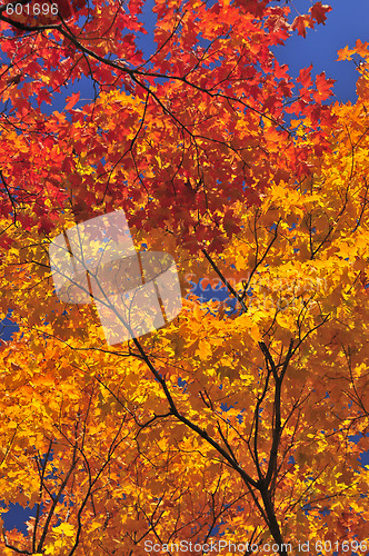 Image of Autumn maple tree