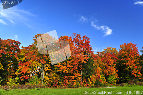 Image of Autumn trees