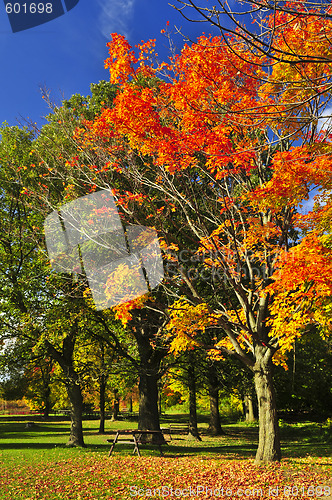 Image of Autumn trees