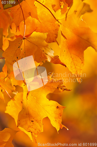 Image of Fall maple leaves