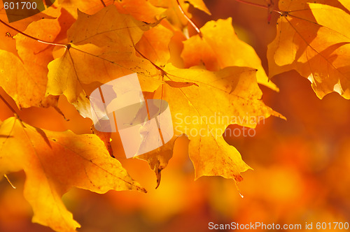 Image of Fall maple leaves