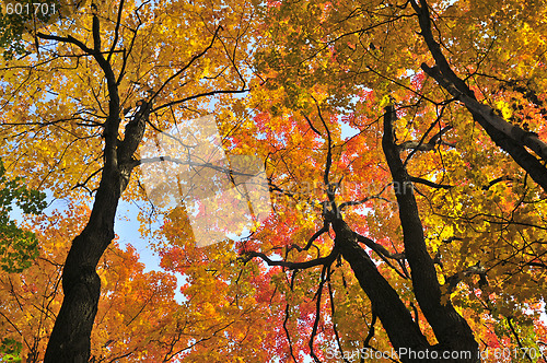 Image of Autumn maple trees