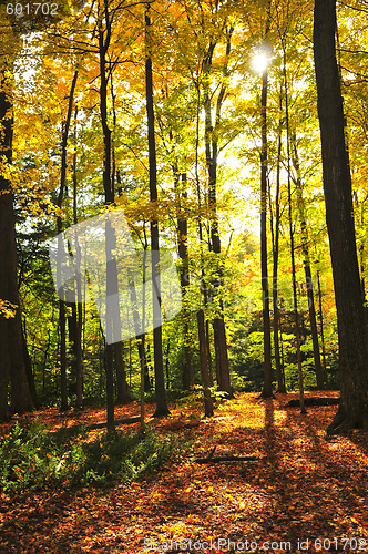 Image of Fall forest