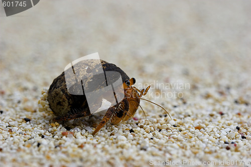 Image of Hermit crab
