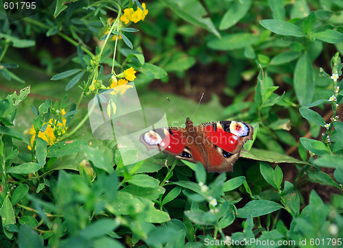 Image of Butterfly