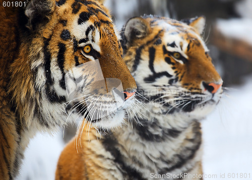 Image of Tigers