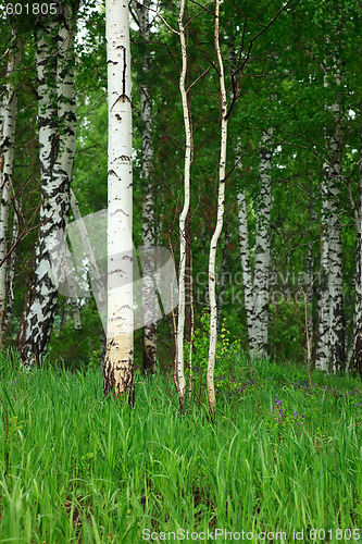 Image of Birch forest