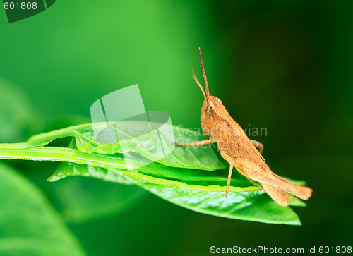 Image of Grasshopper