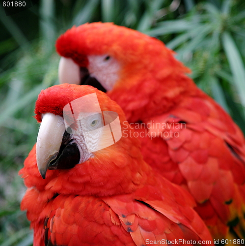 Image of Red Scarlet Macaw