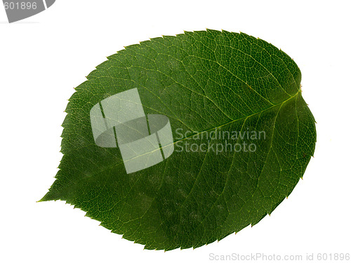 Image of leaf