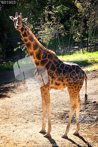 Image of Baringo Giraffe 