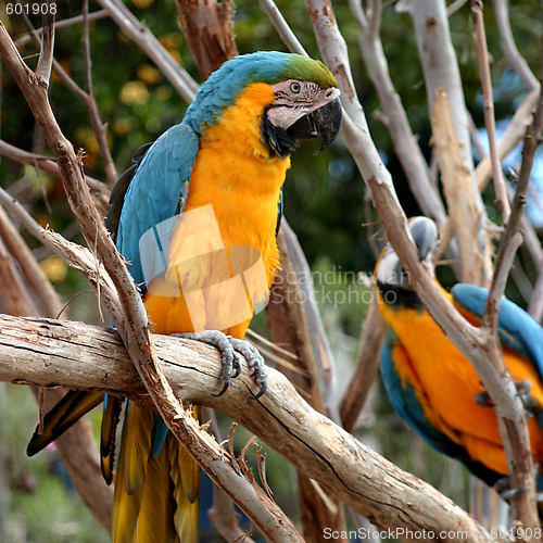 Image of Blue And Gold Macaw 