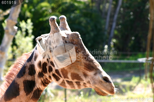 Image of Baringo Giraffe