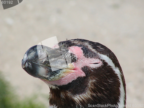 Image of Humboldt Penguin