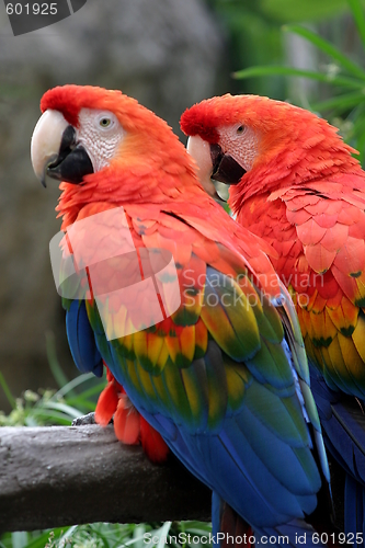 Image of Scarlet Macaw