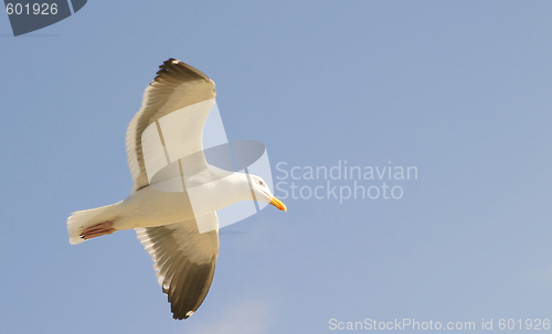 Image of Seagull