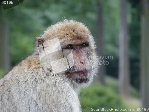 Image of Cute monkey