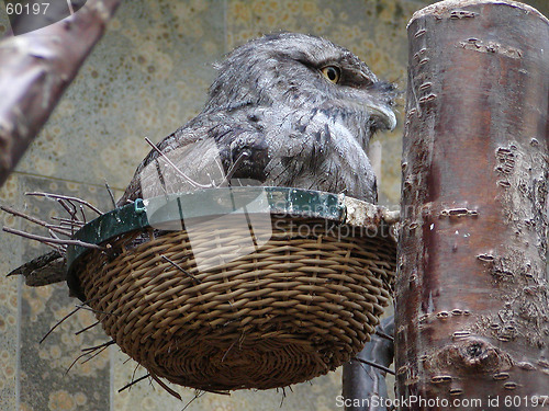 Image of Owl Swallow